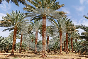 Plantation of Phoenix dactylifera, commonly known asÂ dateÂ orÂ date palm trees in Arava and Negev desert, Israel, cultivation